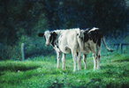 Zwartbonte kalveren - 28 x 40,5 cm - 2011